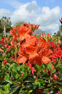 Azalea mollis Dr M Oosthoek - Ladybird Nursery