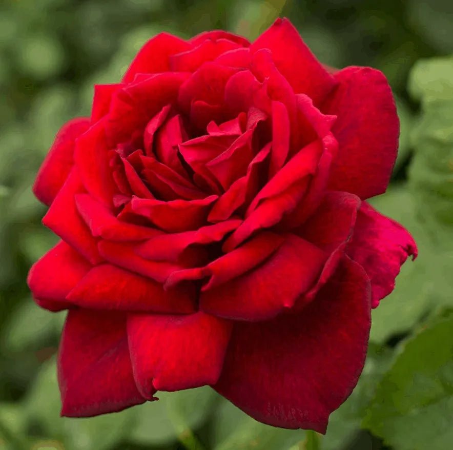 Rose ‘Oklahoma’ 2ft Standard - Ladybird Nursery