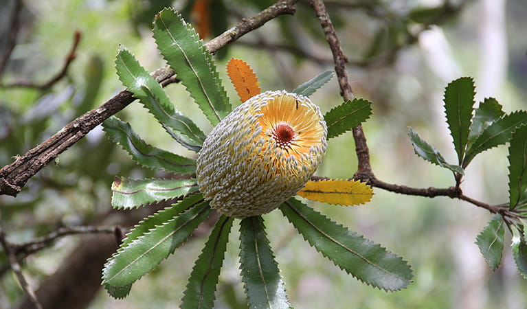Saw Banksia (Banksia serrata)