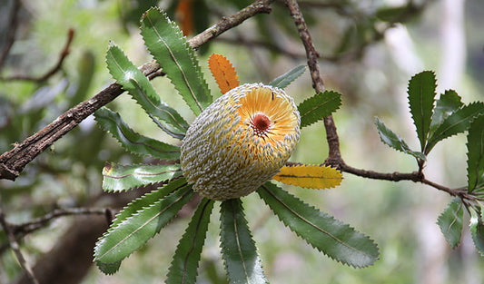 Saw Banksia (Banksia serrata)