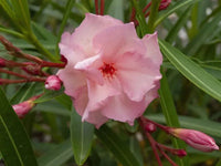 Oleander 'Mrs Faulding' (Nerium oleander) - Ladybird Nursery