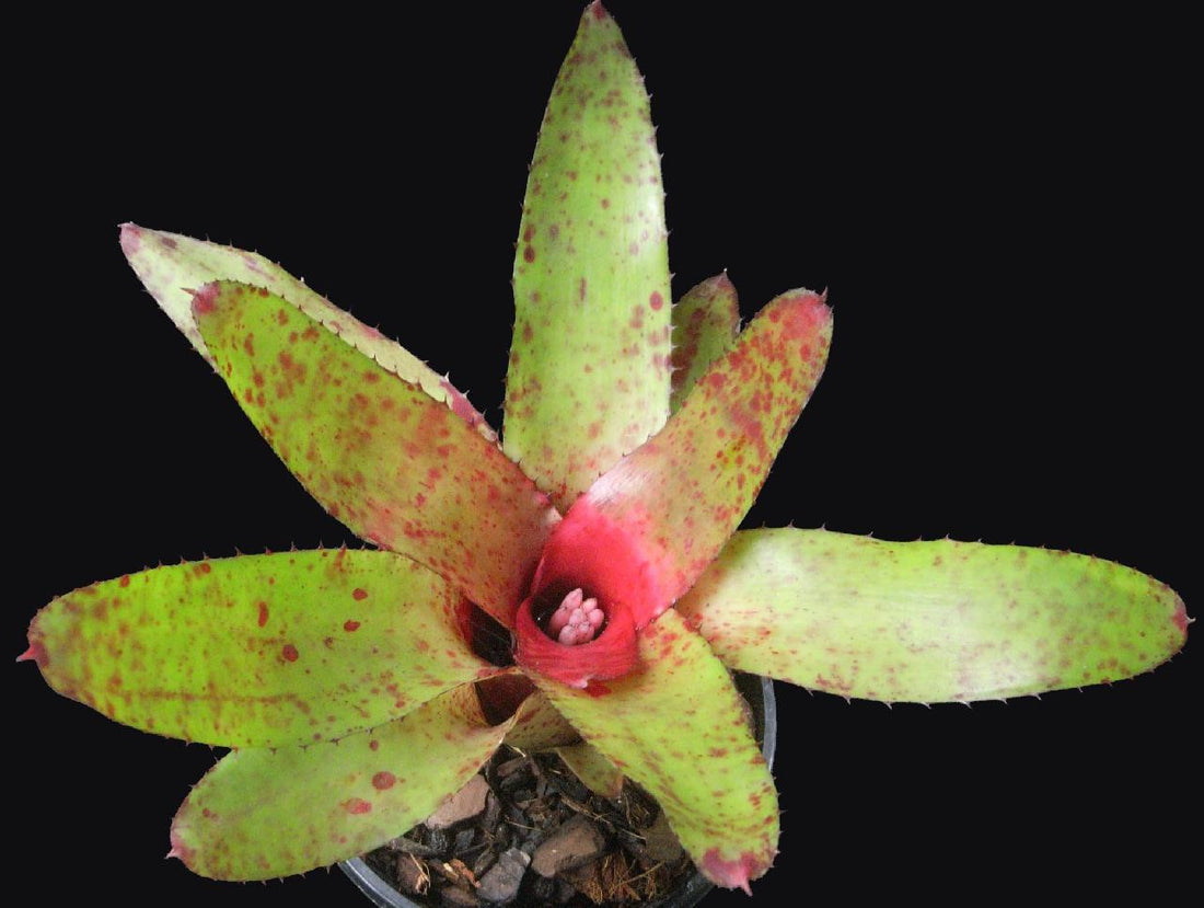 Bromeliad (Neoregelia olens) - Ladybird Nursery