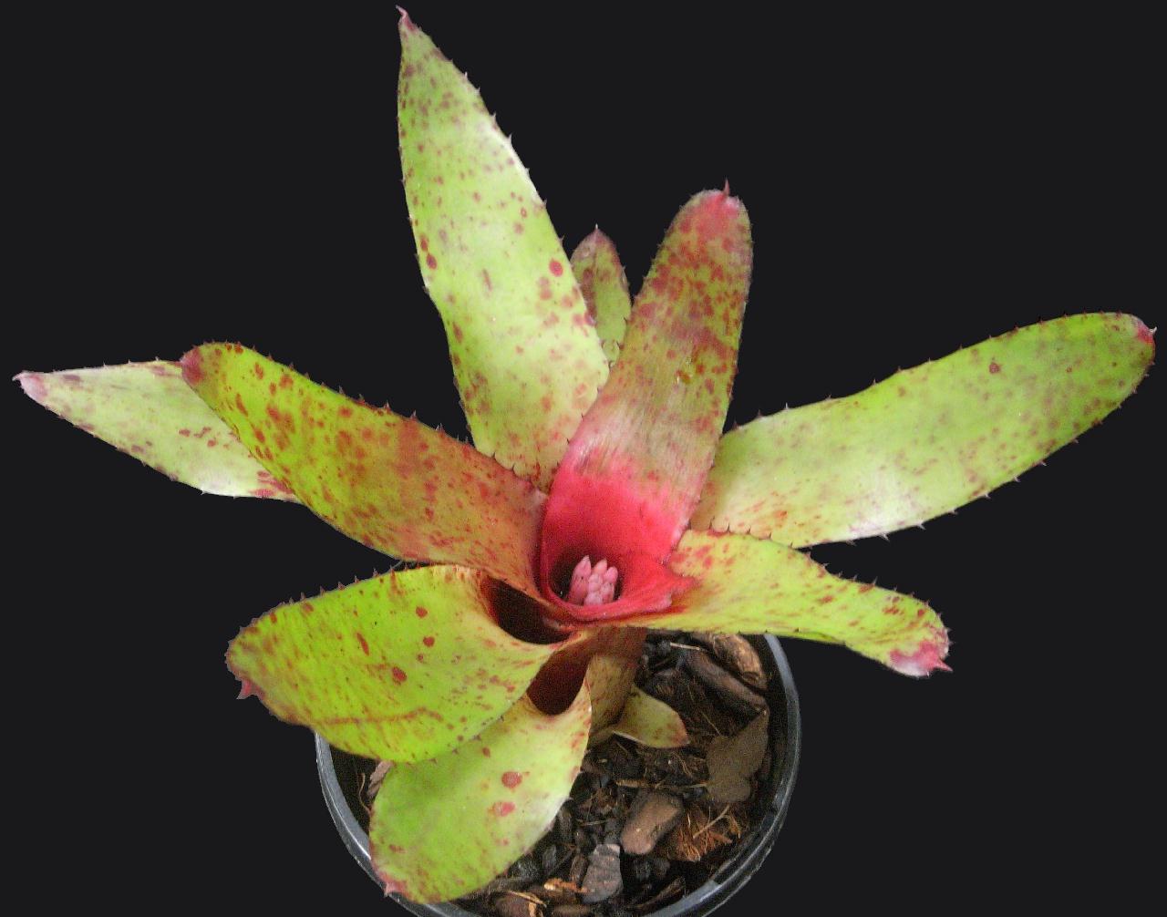 Bromeliad (Neoregelia olens)