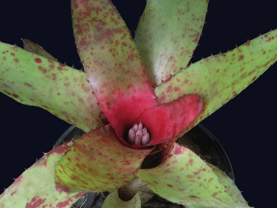 Bromeliad (Neoregelia olens) - Ladybird Nursery