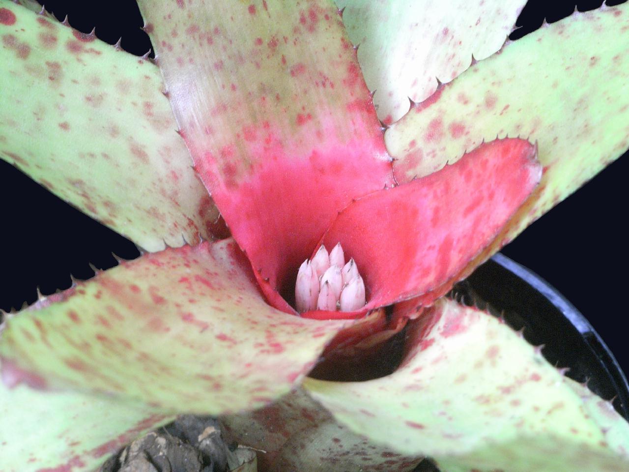 Bromeliad (Neoregelia olens)