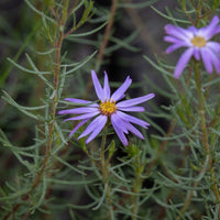 Thin-Leaf Daisy-Bush ‘Mauve’ (Olearia tenuifolia)