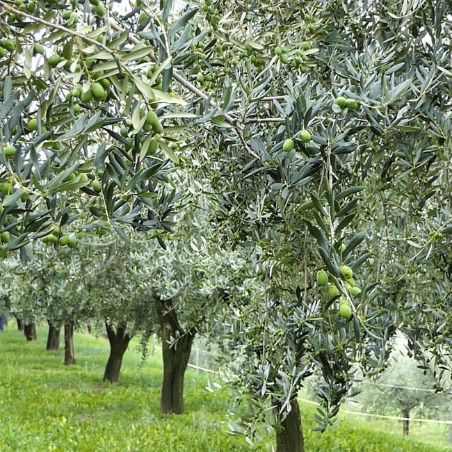 Olive Coratina