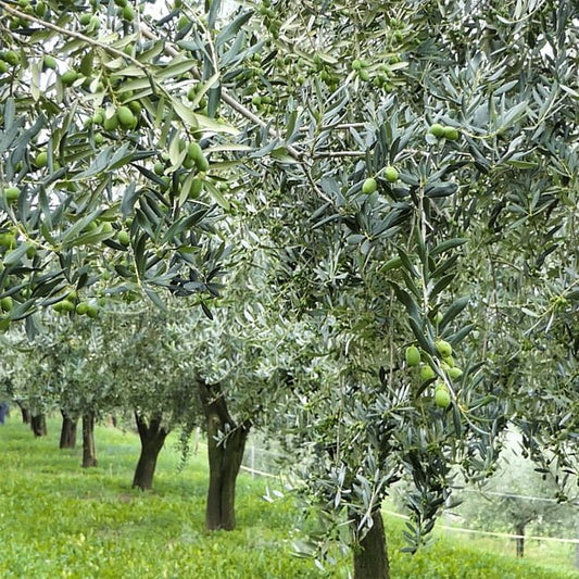 Olive Coratina