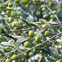Olive Coratina