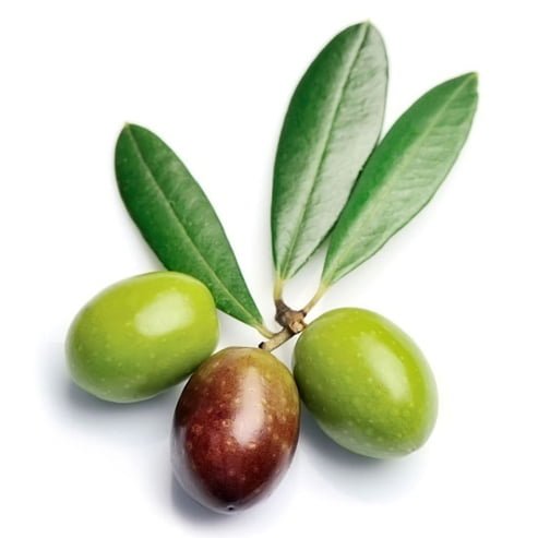 Olive Coratina