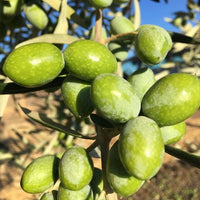 Olive Coratina - Ladybird Nursery