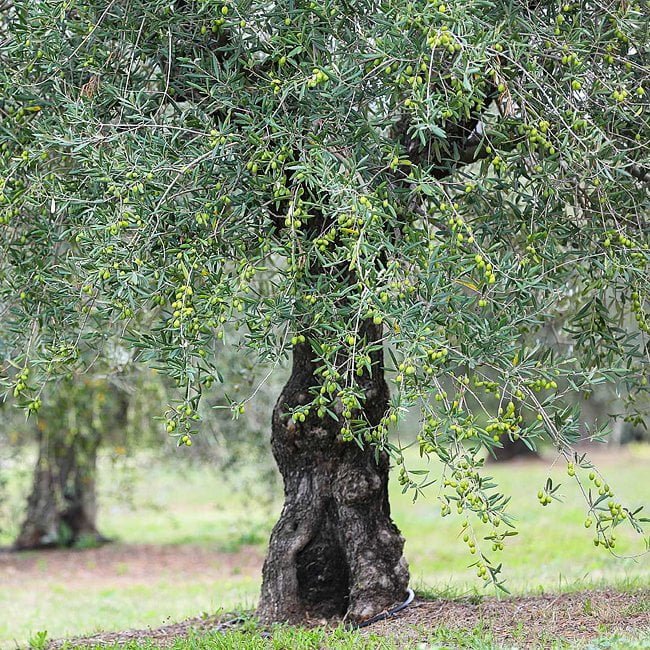 Olive Correggiola/Paragon Large - Ladybird Nursery