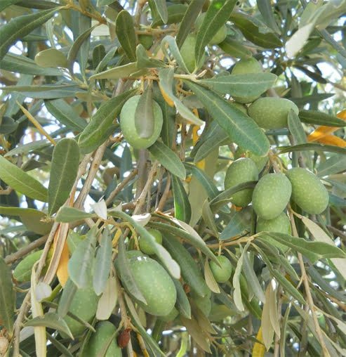 Olive Correggiola/Paragon Large