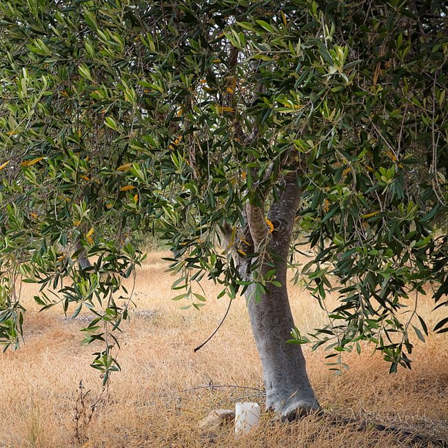 Olive Dwarf Miniolea