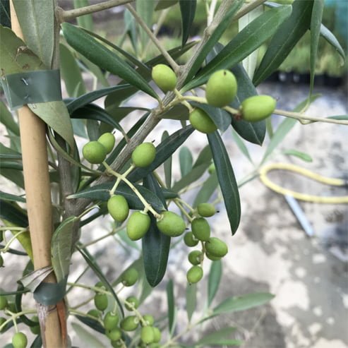 Olive Dwarf Miniolea