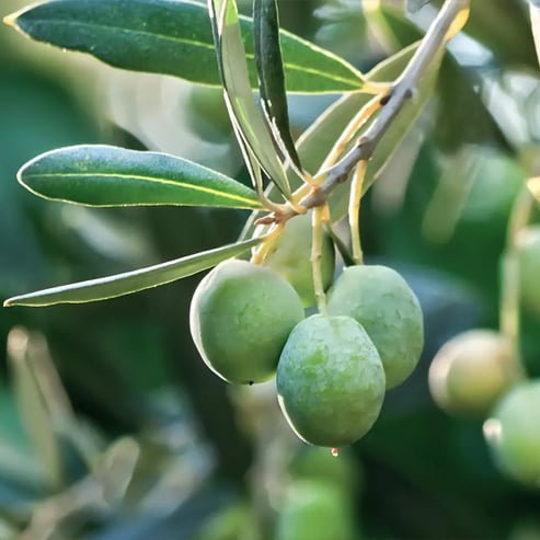 Olive Dwarf Miniolea - Ladybird Nursery