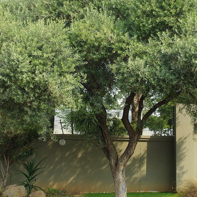 Olive Frantoio - Ladybird Nursery