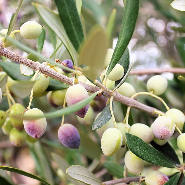 Olive Frantoio - Ladybird Nursery