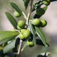 Olive Garden Harvest Dwarf