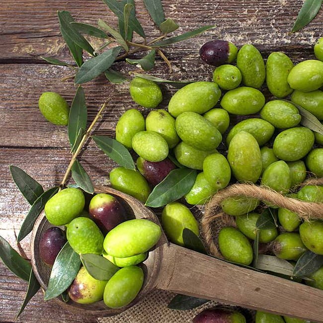 Olive Garden Harvest Dwarf - Ladybird Nursery