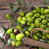 Olive Garden Harvest Dwarf