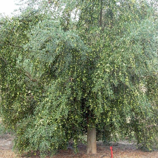 Olive 'Saint Helena' - Large