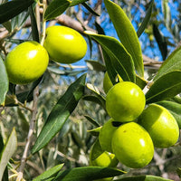 Olive 'Saint Helena' - Large