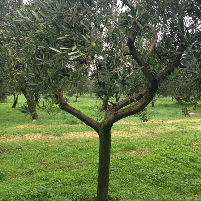 Olive Kalamata - Ladybird Nursery