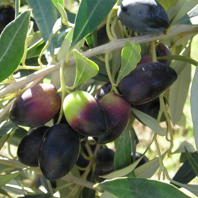 Olive Kalamata - Ladybird Nursery