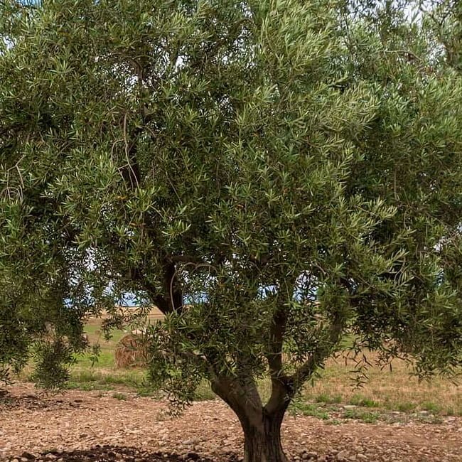 Olive Leccino - Ladybird Nursery