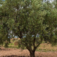 Olive Leccino - Ladybird Nursery