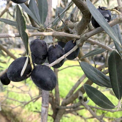 Olive Leccino - Ladybird Nursery