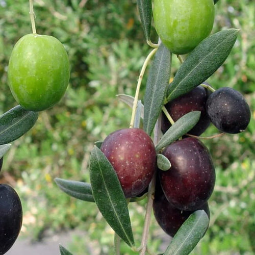 Olive Manzanillo - Large - Ladybird Nursery