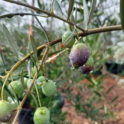Olive Picual - Ladybird Nursery