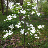 Dogwood x florida Eddies White Wonder (Cornus nuttallii) - Ladybird Nursery
