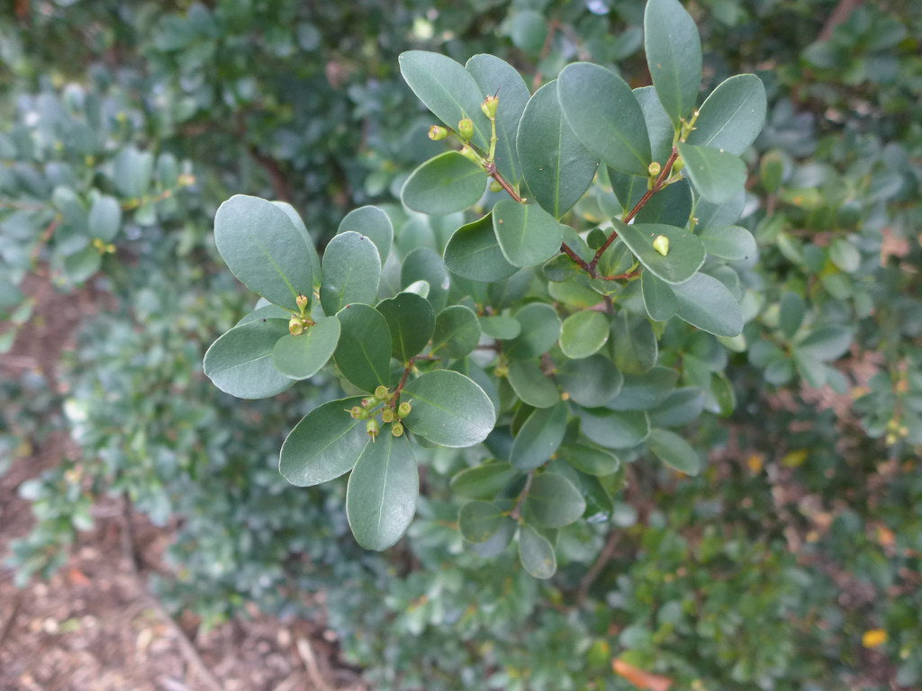 Forest Bush (Eugenia zeyheri)