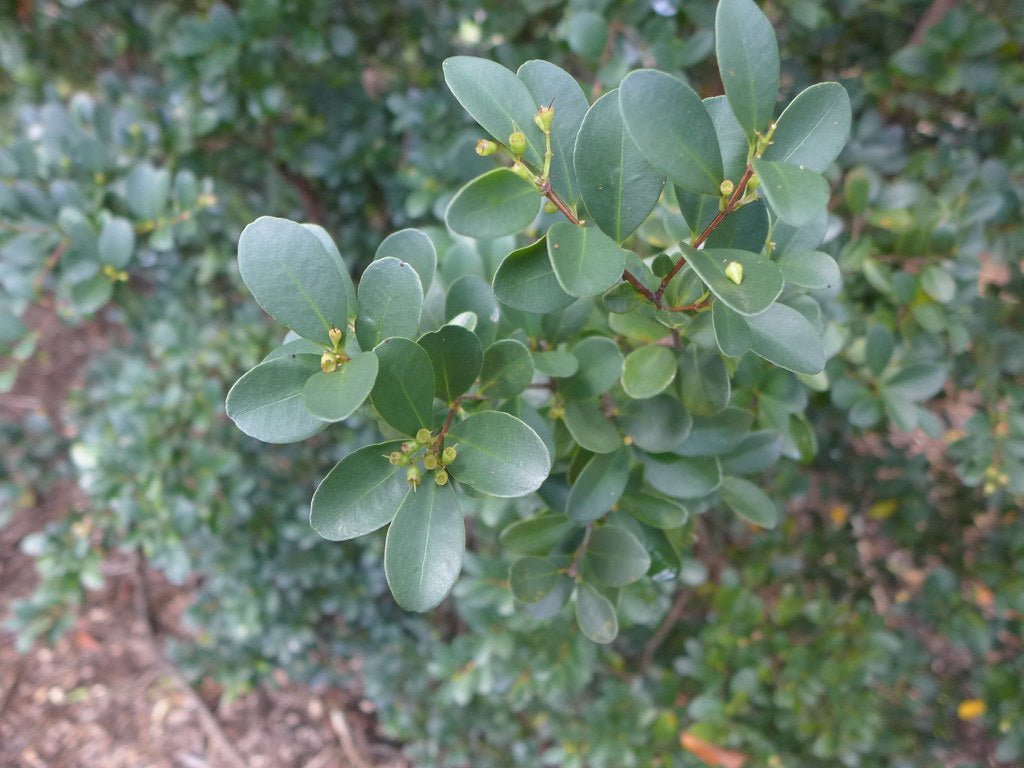Forest Bush (Eugenia zeyheri) - Ladybird Nursery