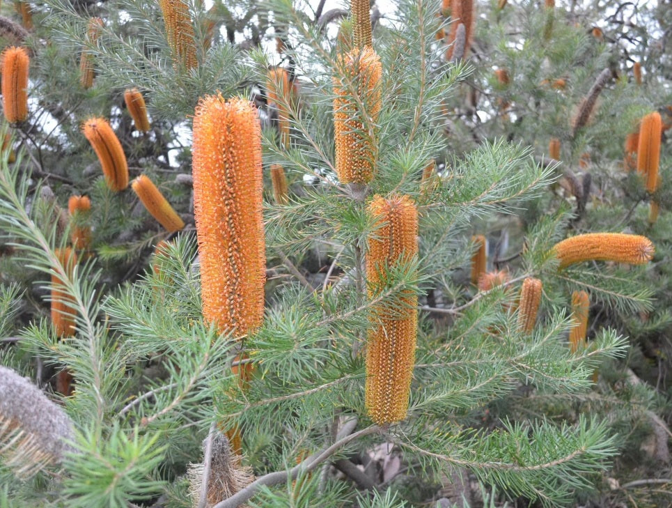 Giant Candles Banksia (Banksia Giant)