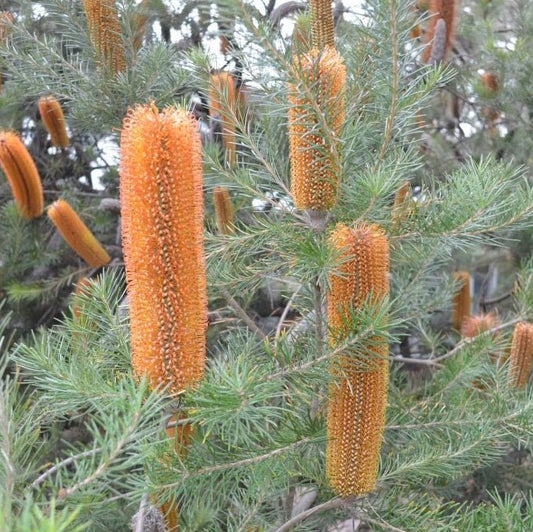 Giant Candles Banksia (Banksia Giant) - Ladybird Nursery