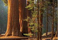 Giant Sequoia (Sequoiadendron giganteum)