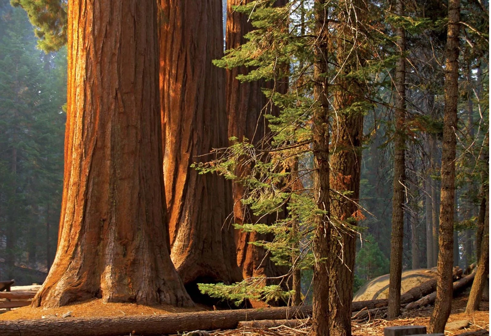Giant Sequoia (Sequoiadendron giganteum) - Ladybird Nursery