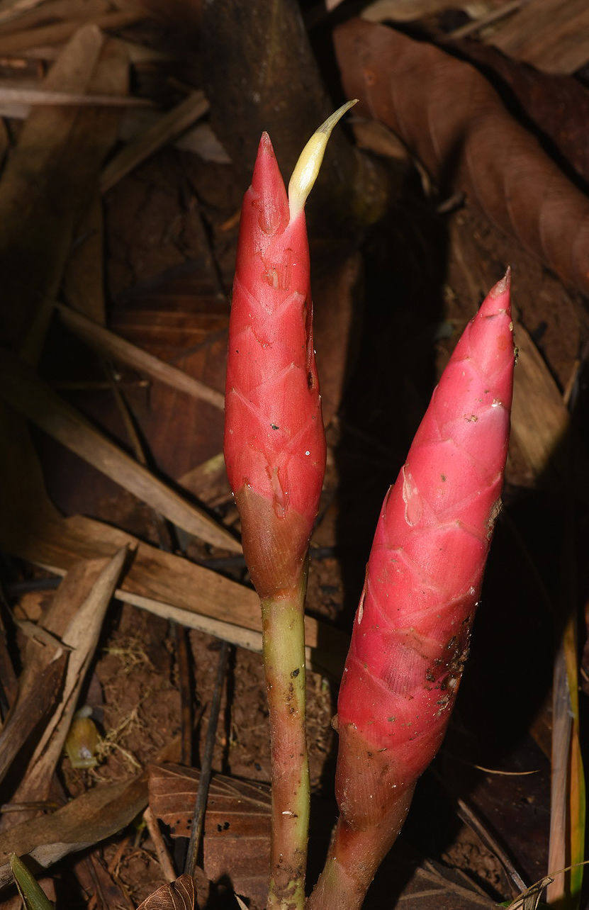 Ginger (Zingiber collinsii)