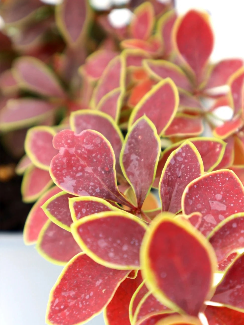 Gold Ring Japanese Barberry (Berberis thunbergii)