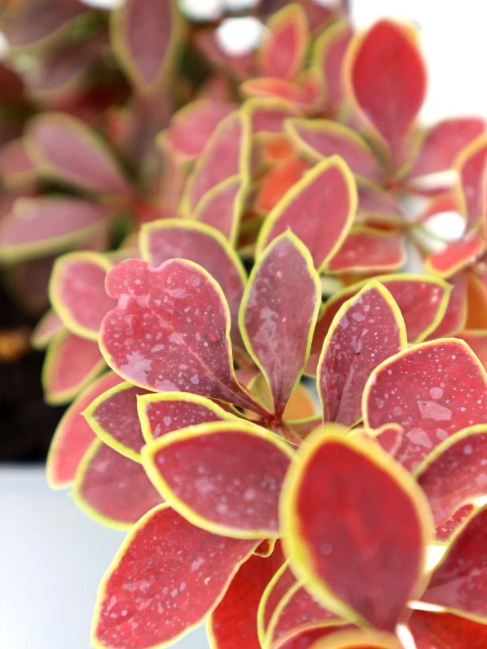 Gold Ring Japanese Barberry (Berberis thunbergii) - Ladybird Nursery