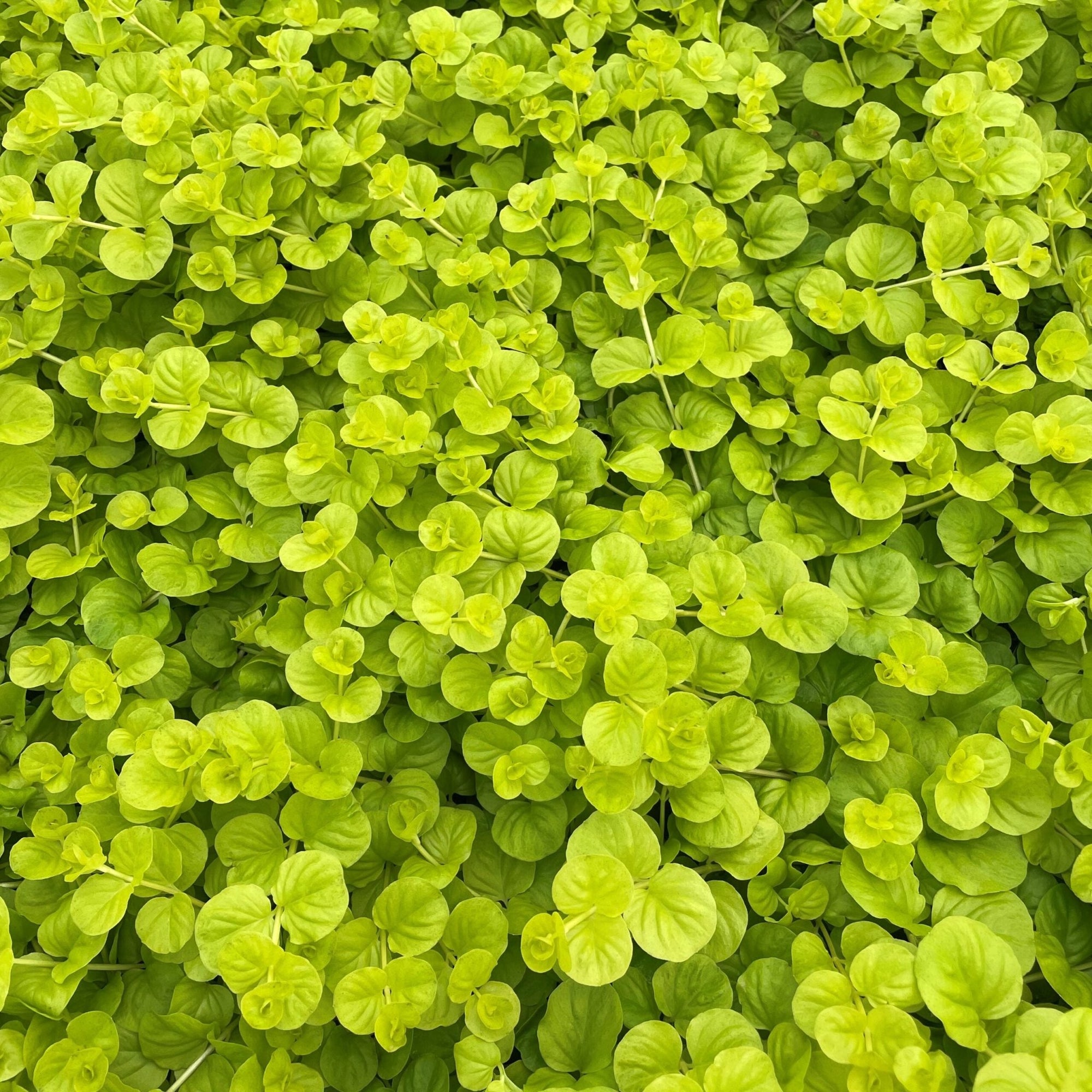 Golden Creeping Jenny Aurea (Lysimachia nummularia) - Ladybird Nursery