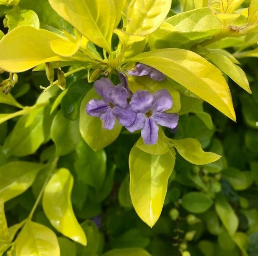 Golden Dewdrop China Girl (Duranta erecta) - Ladybird Nursery