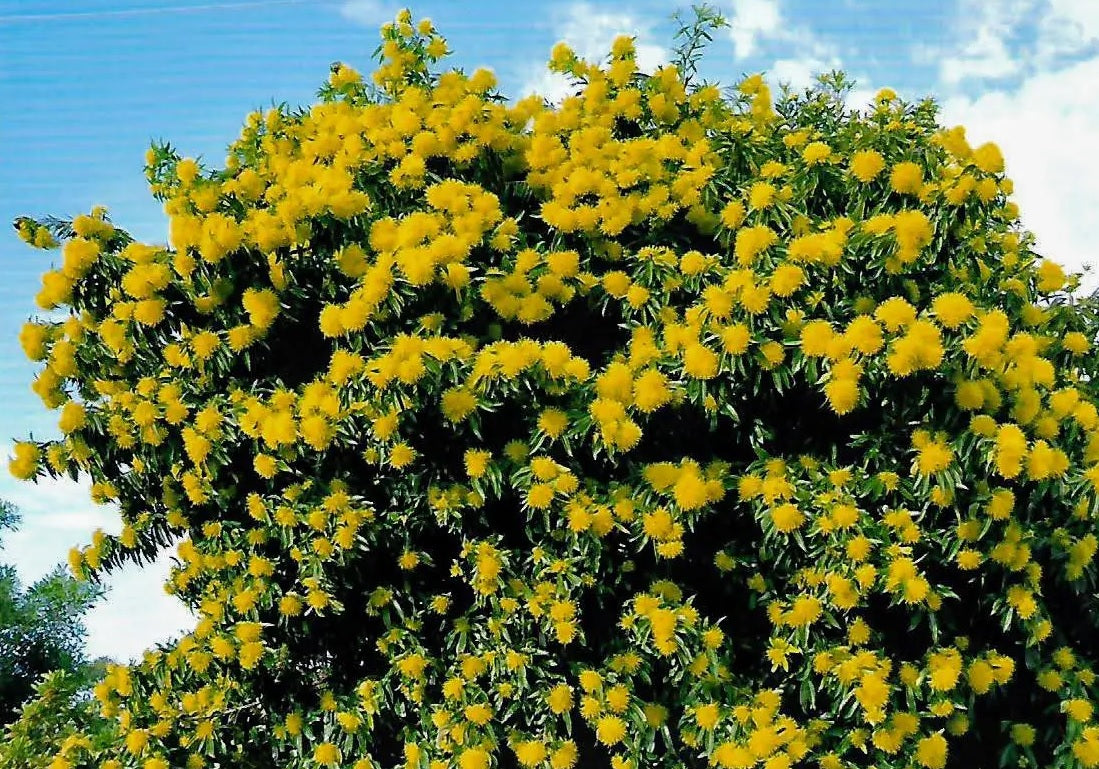 Golden Penda Little Goldie (Xanthostemon chrysanthus)