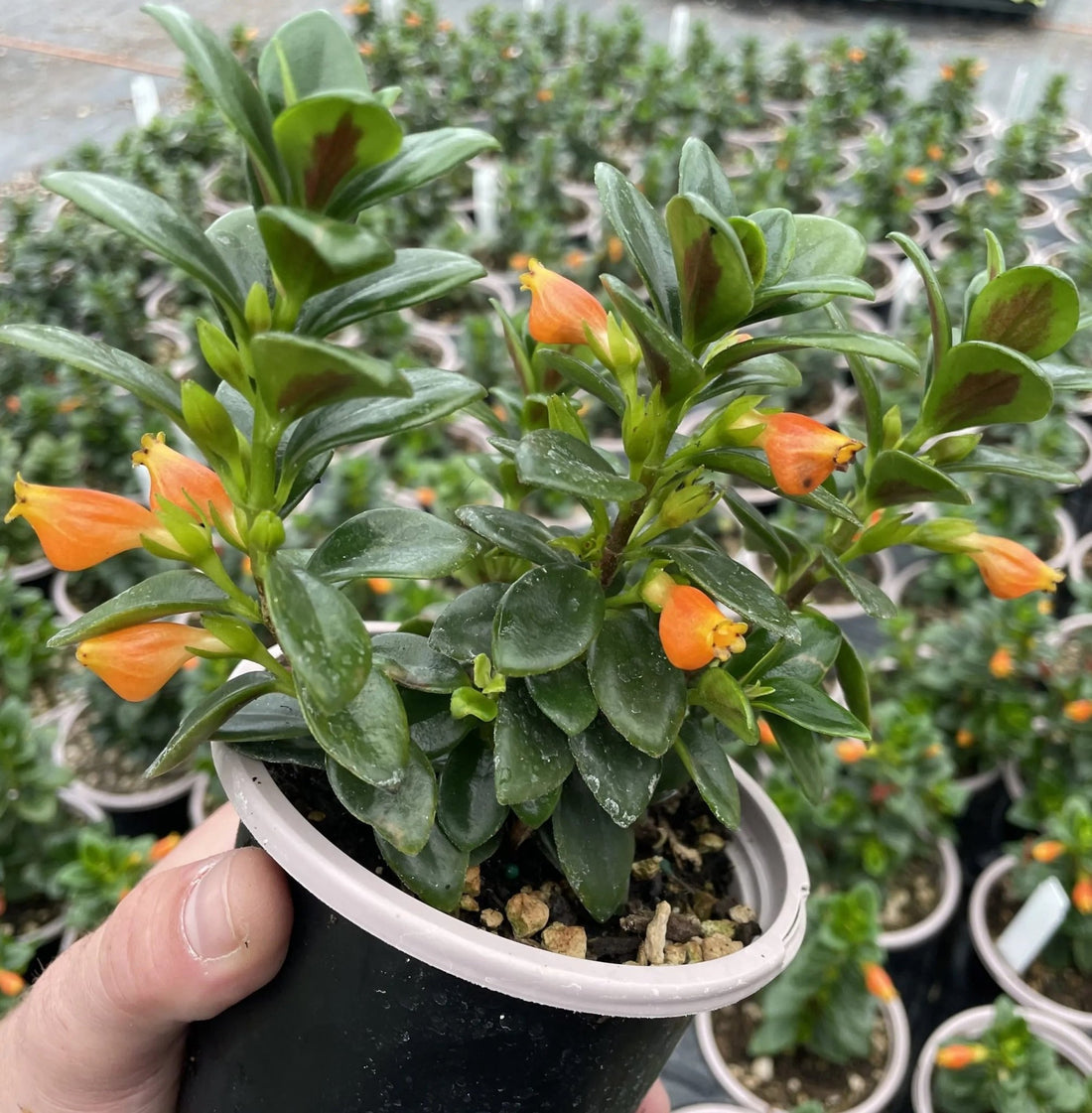 Goldfish Plant (Nematanthus gregarius) - Ladybird Nursery