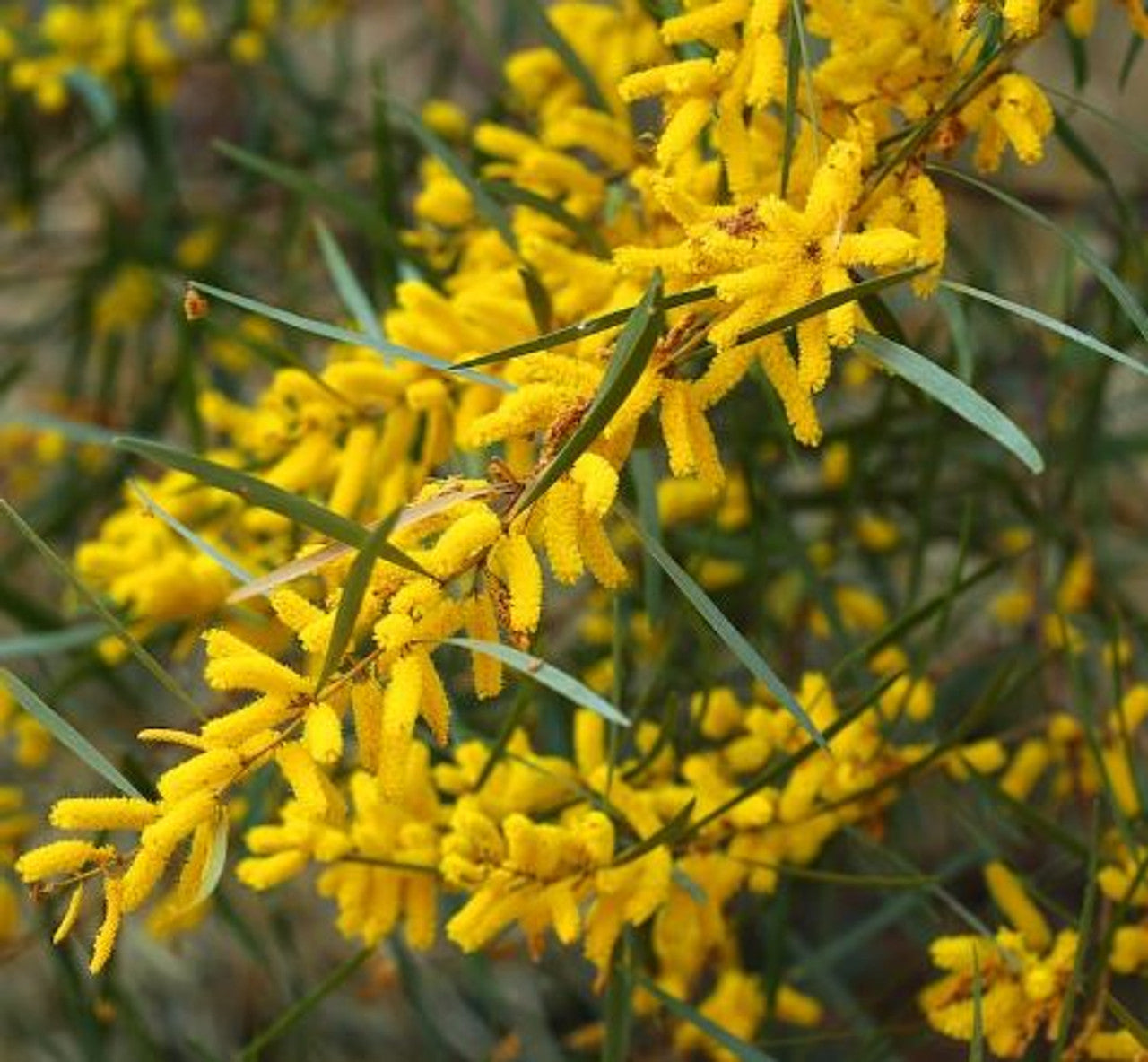 Gossamer Wattle (Acacia floribunda)