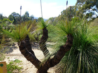 Grass Tree (Xanthorrhoea latifolia)
